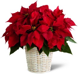 The FTD Red Poinsettia Basket (Small) from Victor Mathis Florist in Louisville, KY